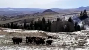 Imagini rare: Întâlnirea dintre două turme de zimbri, în libertate