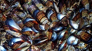 Atât de cald, încât s-au „prăijit” în propriile cochilii: Descoperirea îngrijorătoare făcută de un cercetător pe o plajă din California