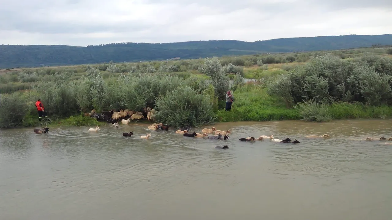 Un păstor din Neamţ, salvat în timpul unei viituri, a murit a doua zi pe o păşune 