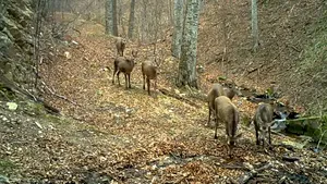 VIDEO Viaţa animalelor, în Parcul Naţional Semenic-Cheile Caraşului. Imagini surprinse de camerele de supraveghere