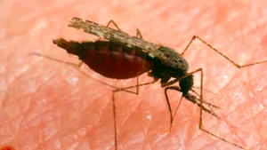 Infectare cu virusul West Nile în România. Victima, o femeie în vârstă de 48 de ani 