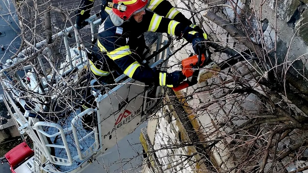 ISU: un copac a crescut pe faţada unui bloc din Giurgiu, la etajul opt al clădirii 