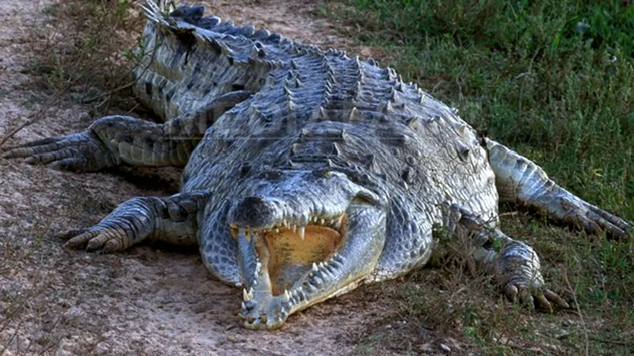 Imagini inedite. Un aligator de 550 de kilograme face o baie în piscina unei familii din Florida