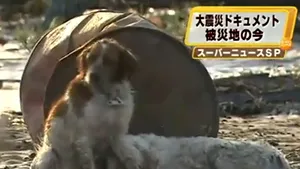 Un câine din Japonia nu vrea să abandoneze un câine rănit - VIDEO