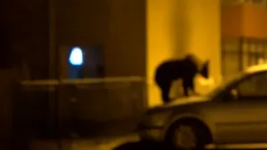 Noaptea ca hoţii: Imagini surprinse în Buşteni, cu urşi care se urcă pe maşini şi trag de ştergătoare | VIDEO