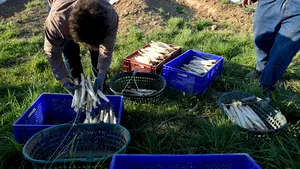 Revoltă pe câmpul de sparanghel. Mai mulţi români au sărit la ceartă după ce fermierii şi-ar fi furat între ei muncitorii