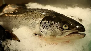 Romania produces less and less fish