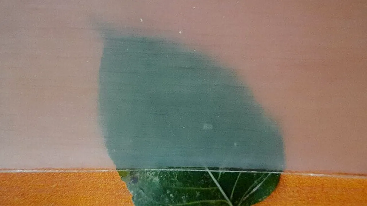STUDIU Lemnul transparent, alternativa durabilă şi ecologică la plastic. Cum se obţine materialul