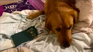 Un câine şi-a salvat stăpâna de virusul din China. Ce a făcut patrupedul