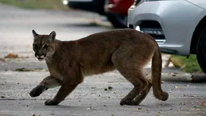 Cu oamenii închişi în case, natura îşi recuperează teritoriul. Oraşele în care animalele sălbatice se plimbă libere, iar caprele se dau în balansoar