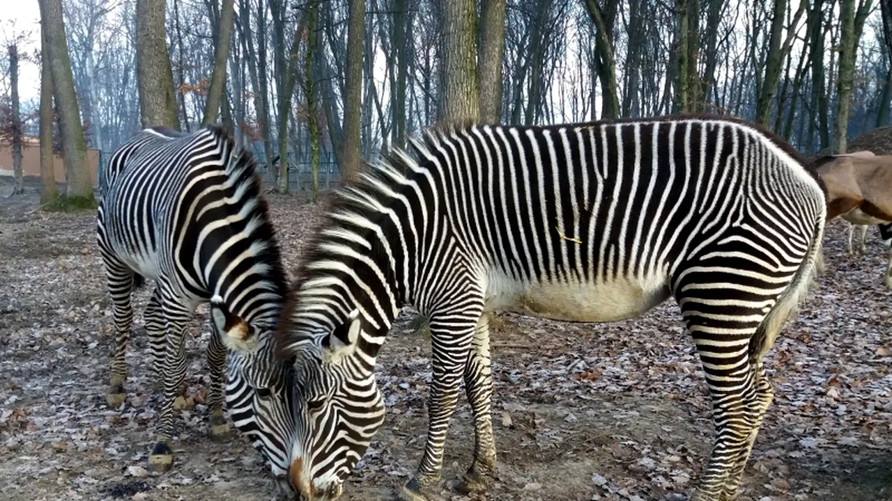 O zebră, un zimbru şi 5 lemuri, noile atracţii de la Grădina Zoologică Târgu Mureş 