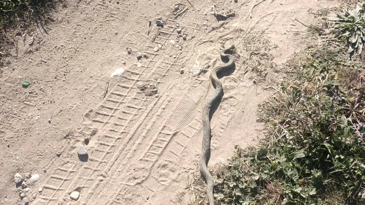 Viperă de 60 de centimetri, în zona unui bloc din Drobeta-Turnu Severin. Au intervenit jandarmii