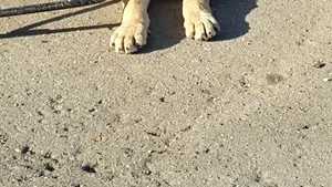 Tűzoltók mentettek ki egy, 17 méter mély csatornába esett kiskutyát