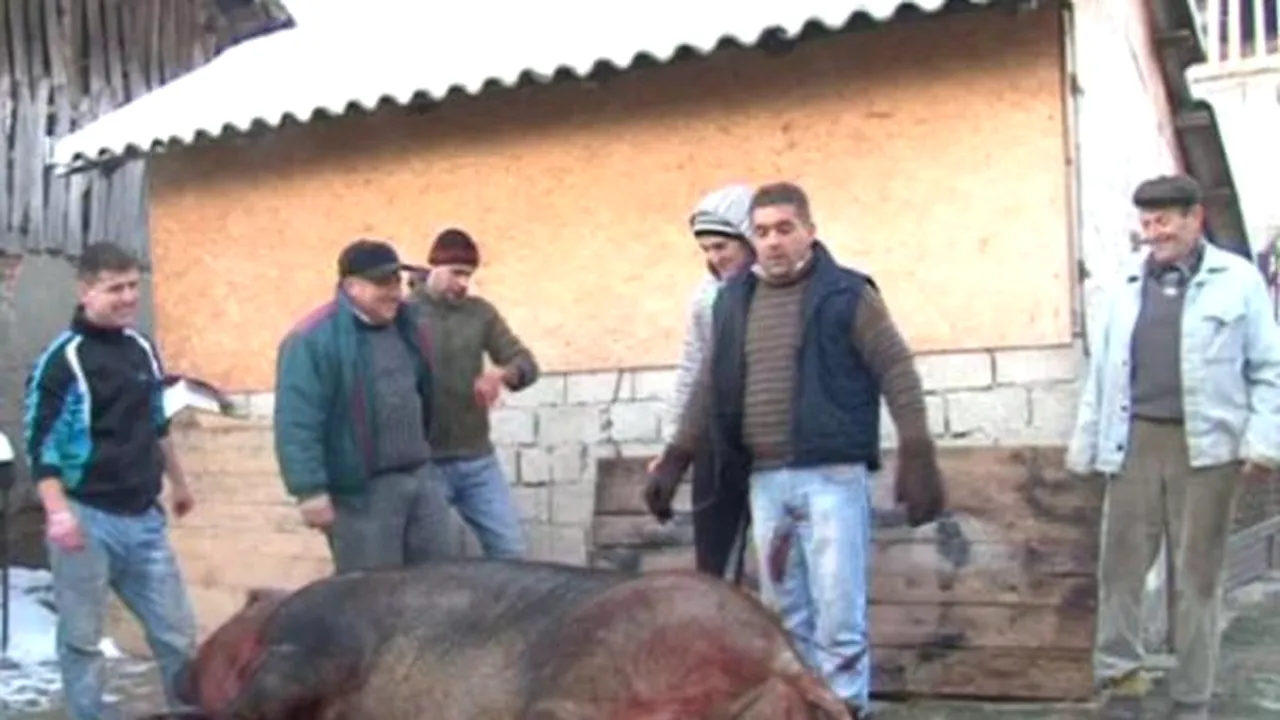 Un porc de peste jumătate de tonă, pe nume Jack, sacrificat într-o comună argeşeană