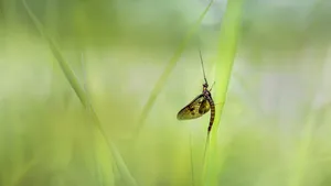 Invazie de efemeride la Budapesta, provocată de nivelul scăzut al Dunării
