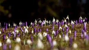 VREMEA până pe 16 martie. PROGNOZA METEO pentru următoarele două săptămâni, în fiecare regiune a ţării