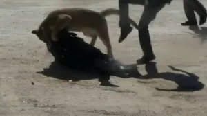 VIDEO: Momentul când o femeie, ajutor de şerif, este atacată de o pumă, în SUA