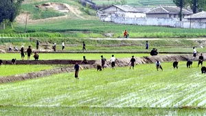 China oferă un ajutor Coreei de Nord, afectată de cea mai puternică secetă din ultimii 100 de ani