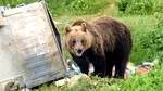 Râșnov – Prima localitate din România care instalează gard electric pentru protecția locuitorilor de urși