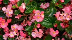 4 plante cu flori care cresc chiar și la umbră - soluția perfectă pentru grădinile fără soare