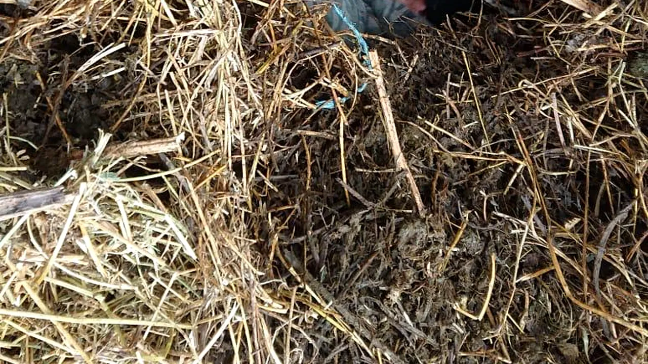 Bărbat căutat de poliţişti, prins în timp ce se ascundea într-o groapă acoperită cu scânduri şi gunoi | VIDEO