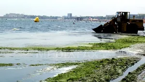 Litoralul românesc, invadat de alge: Aproape 2.000 de tone de alge au fost strânse luna aceasta de pe plaje