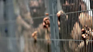 Zeci de morţi şi răniţi, într-o revoltă izbcnită într-un penitenciar din Mexic