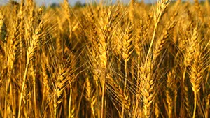 Producţia de grâu a României ar putea atinge maximul ultimilor 3 ani