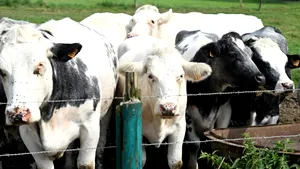 Virus necunoscut depistat la bovine în Europa. Cercetătorii avertizează asupra unei posibile răspândiri rapide