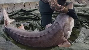 Povestea dramatică a unui sturion care „s-a lăsat” salvat: Plastic şi rafie, în gura peştelui | FOTO