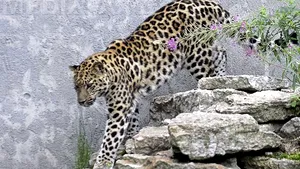 Un leopard a rănit şase persoane într-o şcoală din India, atacurile fiind surprinse de camere video - VIDEO 