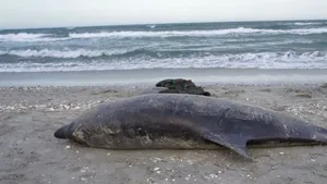 Doi delfini, dintr-o specie pe cale de dispariţie, găsiţi morţi pe plajele de la 23 August şi Corbu | FOTO