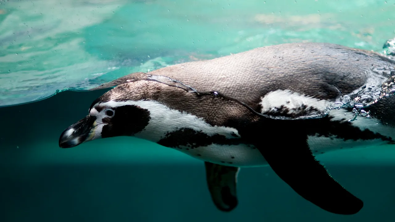 Viaţa scandaloasă a pinguinilor din Japonia: Acvariile îşi fac publicitate pe seama triunghiurilor amoroase ale păsărilor. Care este cea mai şocantă relaţie 