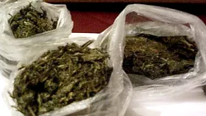 Un câine a depistat o cutie plină cu marijuana la graniţa româno-ungară