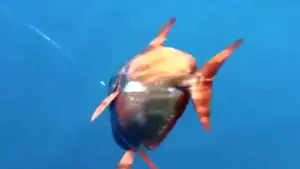 Primul peşte cu sânge cald din lume, descoperit de cercetătorii americani