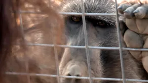 Oamenii încep să descifreze limbajul animalelor. Cât de aproape suntem de o conversație reală cu alte specii?