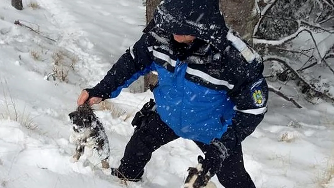 Misiune IMPRESIONANTĂ a jandarmilor, la Rânca: Au salvat şase căţei din zăpadă | FOTO, VIDEO