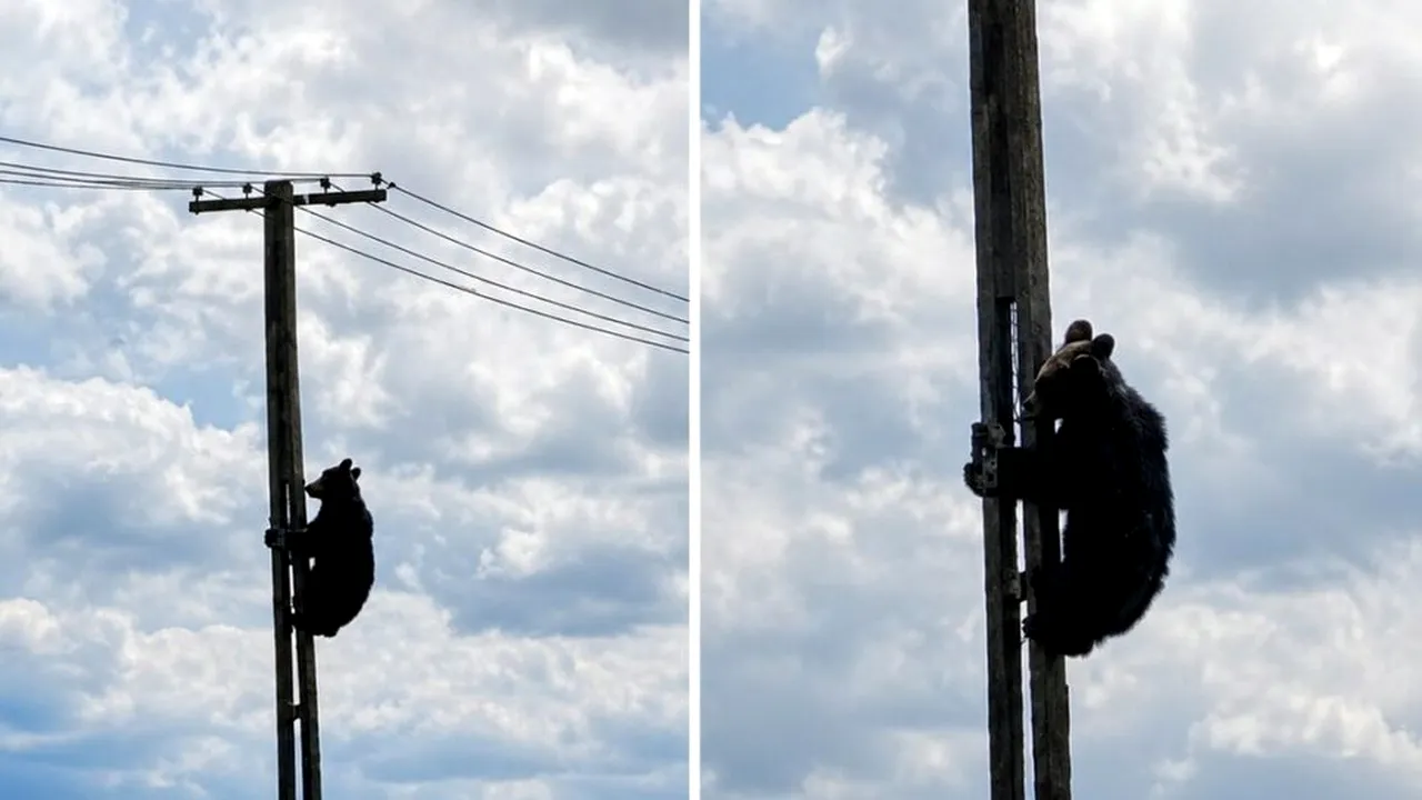 Urs cocoțat pe un stâlp de electricitate în Brașov
