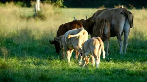 Sacrificările de animale și producția de carne au crescut la bovine și păsări în iulie 2025