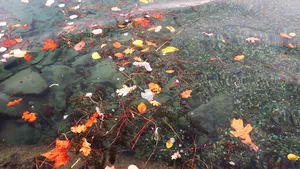Lacul Geneva în pragul dezastrului ecologic: Cât de dăunătoare este specia de midii invadatoare quagga