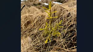 Peste 130.000 de puieţi vor fi plantaţi în această primăvară în zona Dobroneagu, prin eforturile Fundaţiei Conservation Carpathia