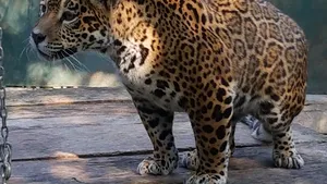 Un jaguar şi lebede albe, noii 