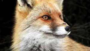 Şedinţă foto cu o vulpiţă simpatică şi curioasă. Ce nu ştiam despre vulpi ne explică Romsilva FOTO