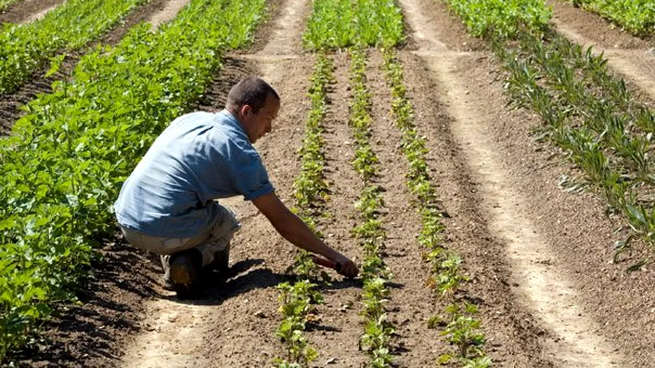 Puterile tămăduitoare ale plantelor: Care sunt cele mai bune remedii pentru anemie, diabet, toxiinfecţii alimentare sau pierderi de memorie