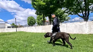 Jandarmii din Tulcea au un nou coleg blănos. Ben se antrenează pentru misiuni