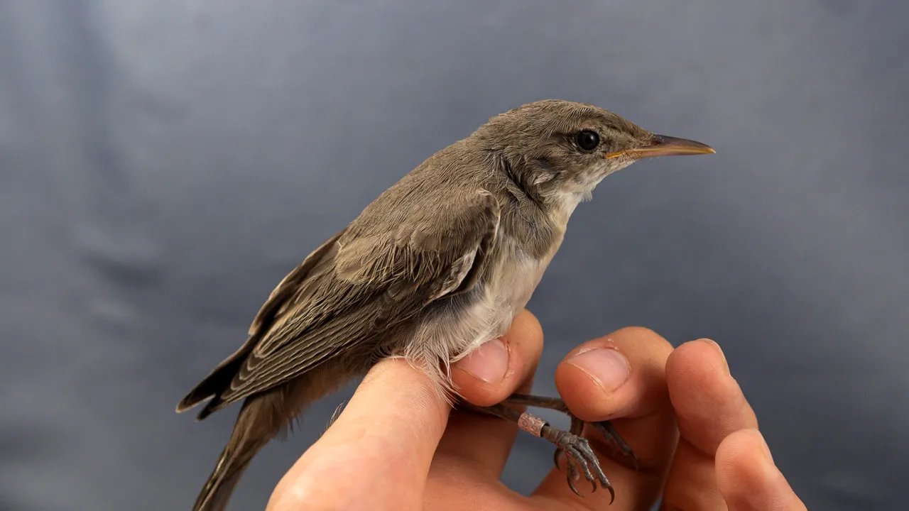 O nouă specie de pasăre a fost descoperită în România