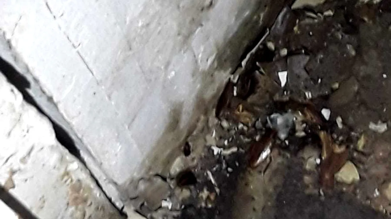 Prima reacţie a conducerii mall-ului unde s-au găsit colonii de gândaci: Nu avem acces la spaţiile pe care le oferim în chirie