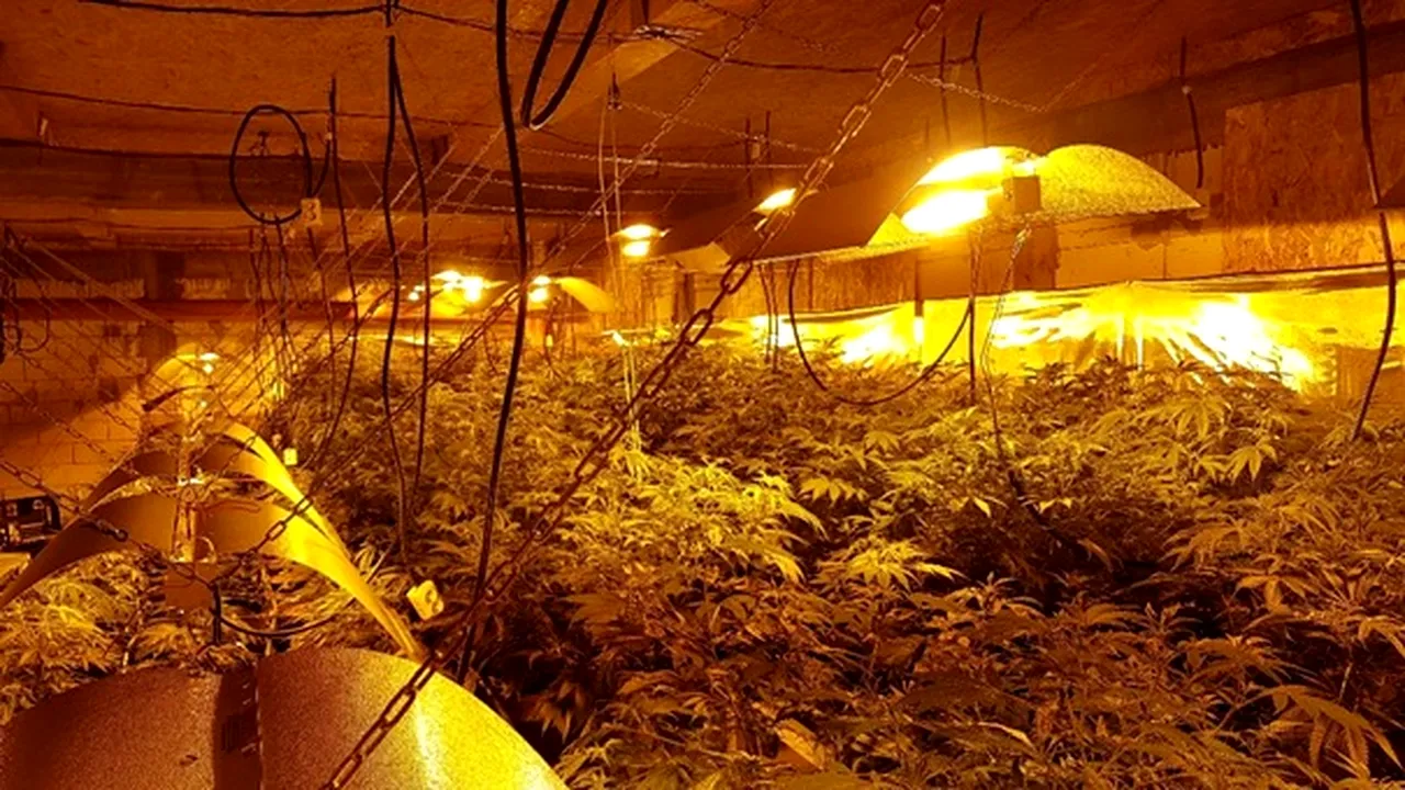 Îşi făcuseră un adevărat imperiu de cannabis. Grupare de cultivatori şi comercianţi, trimisă în judecată de DIICOT