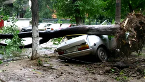 Trei morţi şi doi răniţi grav de un copac prăbuşit