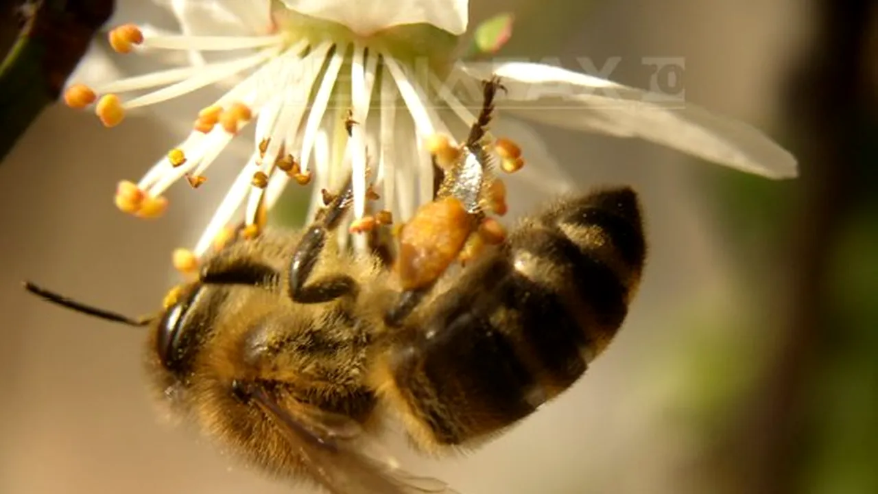 Restricţie privind utilizarea a trei pesticide nocive pentru albinele din Europa, adoptată de CE